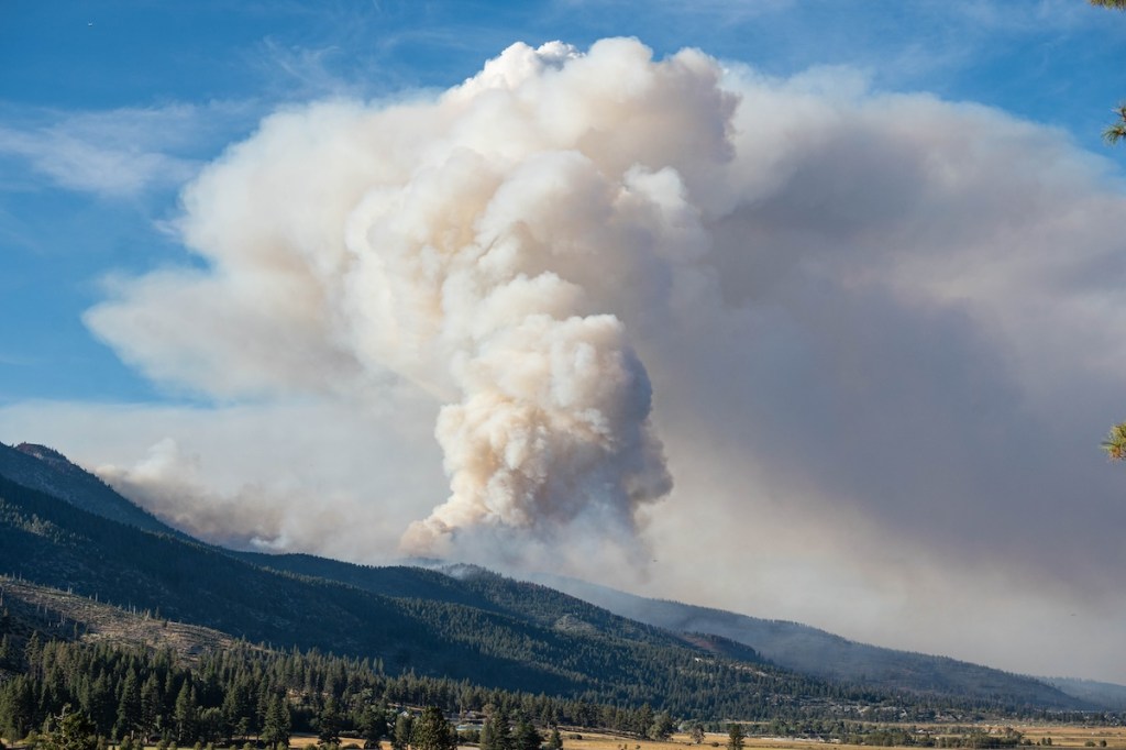 Fire plume rising from the forest at Davis Creek Regional Park